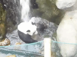 panda splashing