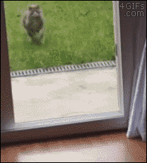 cat-stumbles-porch-door