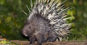 porcupine